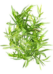Russian Tarragon Seeds For Planting (Artemisia dracunculus)