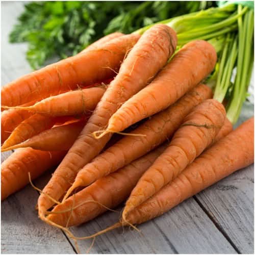 tendersweet carrot seeds for planting