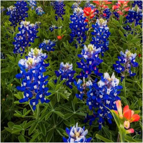 Texas Bluebonnet Seeds For Planting (Lupinus texenis)