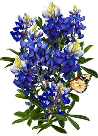 Texas Bluebonnet Seeds For Planting (Lupinus texenis)