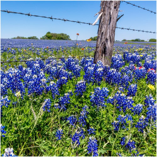 Texas Bluebonnet Seeds For Planting (Lupinus texenis)