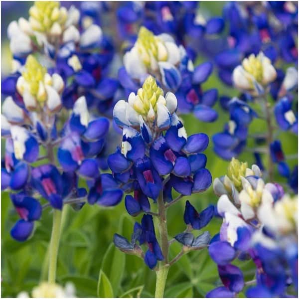 oklahoma wild flower seeds Texas Oklahoma Wildflower Mixture – Seed Needs LLC