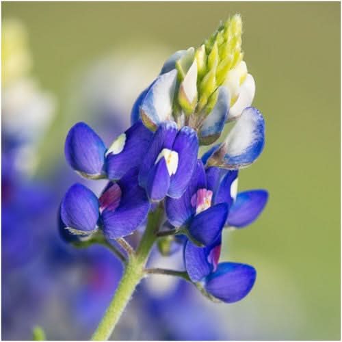 Texas Bluebonnet Seeds For Planting (Lupinus texenis)