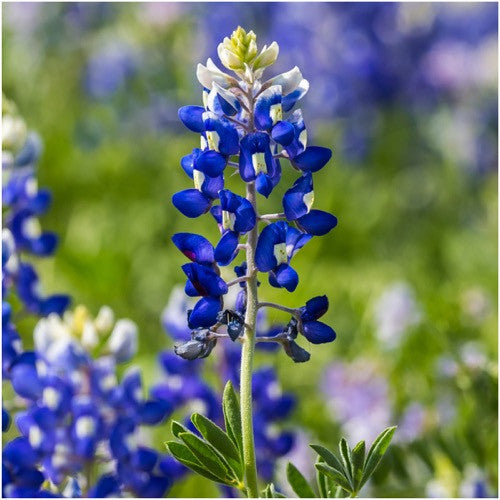Texas Bluebonnet Seeds For Planting (Lupinus texenis)
