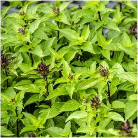Thai Basil Seeds For Planting (Ocimum basilicum)