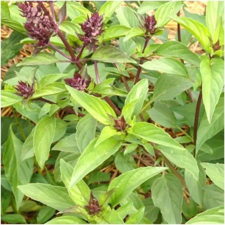 Thai Basil Seeds For Planting (Ocimum basilicum)