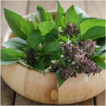 Thai Basil Seeds For Planting (Ocimum basilicum)