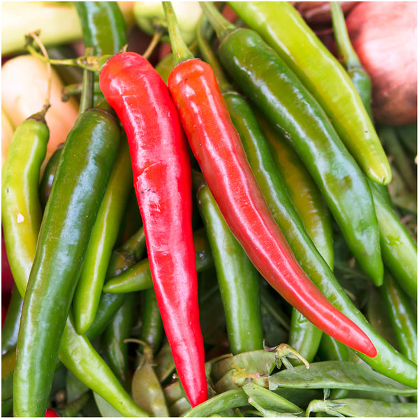 Thin Cayenne Hot Pepper Seeds For Planting (Capsicum annuum)