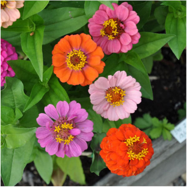 thumbelina zinnia seeds for planting