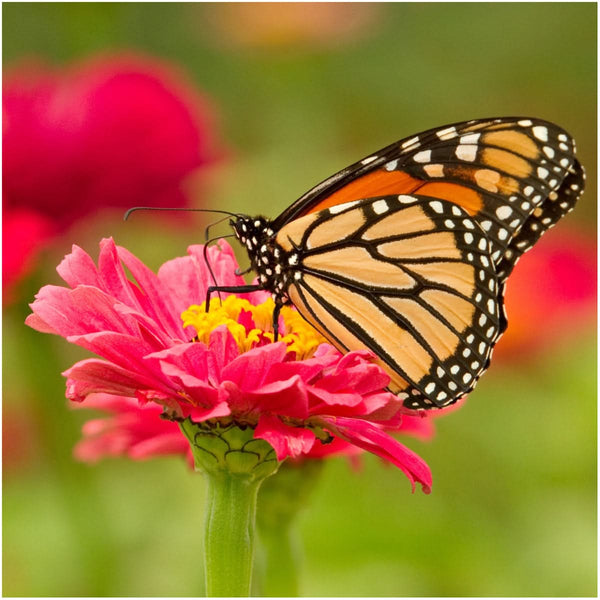 thumbelina zinnia seeds for planting