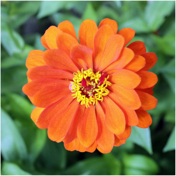 thumbelina zinnia seeds for planting