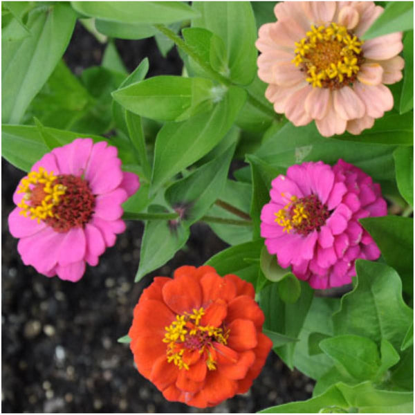 thumbelina zinnia seeds for planting