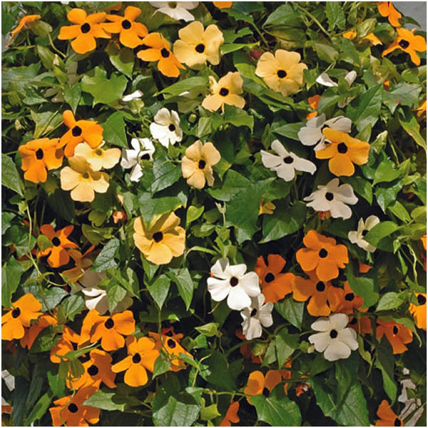 thunbergia black eyed susan vine seeds for planting