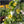thunbergia black eyed susan vine seeds for planting