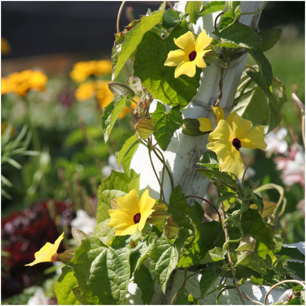 Black-Eyed Susan Vine - Mixed Colors (Thunbergia alata)