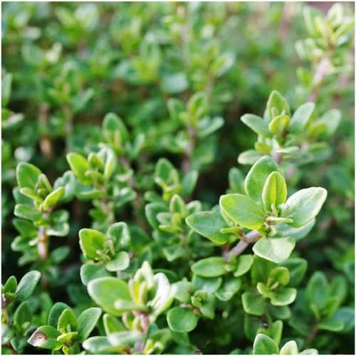 thyme herb seeds for planting