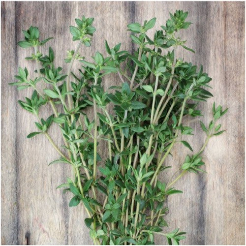 Thyme Herb Seeds For Planting (Thymus vulgaris)