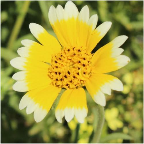 Tidy Tips Seeds For Planting (Layia platyglossa)