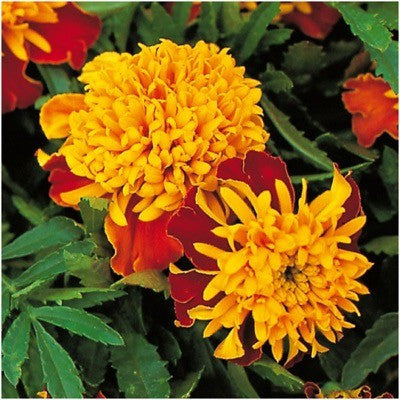 Tiger Eye French Marigold Seeds For Planting (Tagetes patula)