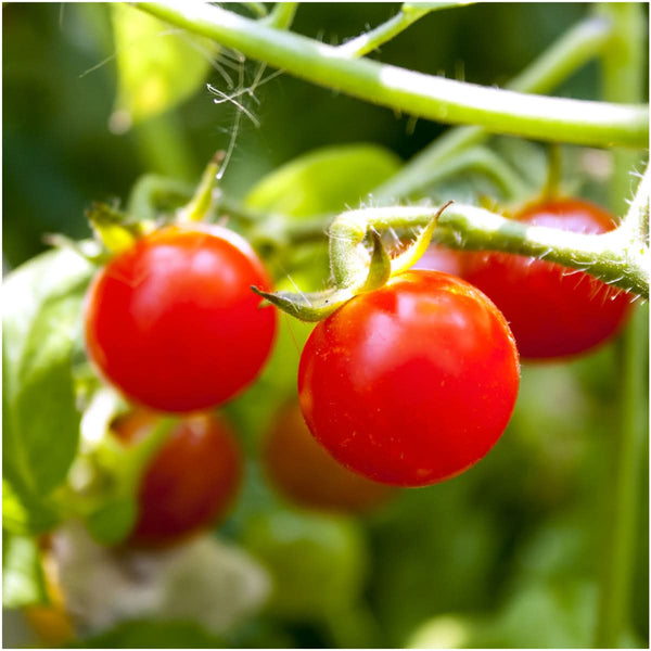 Tiny Tim tomato