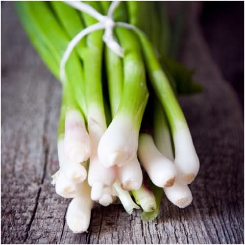 Tokyo Long White Bunching Onion (Allium cepa)