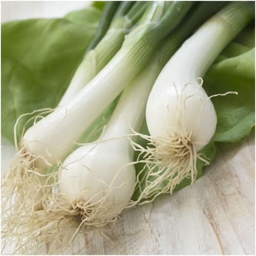 Tokyo Long White Bunching Onion (Allium cepa)