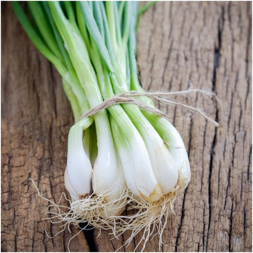 tokyo long white bunching onion seeds for planting