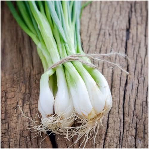Tokyo Long White Bunching Onion (Allium cepa)