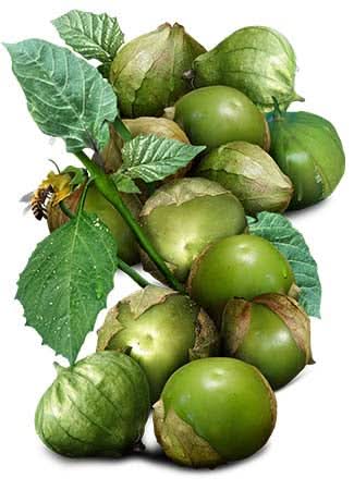 Tomatillo Seed Duo