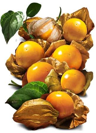 Ground Cherry Tomatillo Seeds For Planting (Physalis pruinosa)