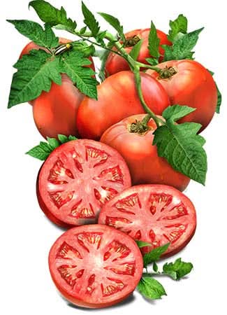 ace 55 tomato seeds for planting