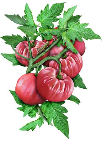 Beefsteak Tomato Seeds For Planting (Lycopersicon esculentum)