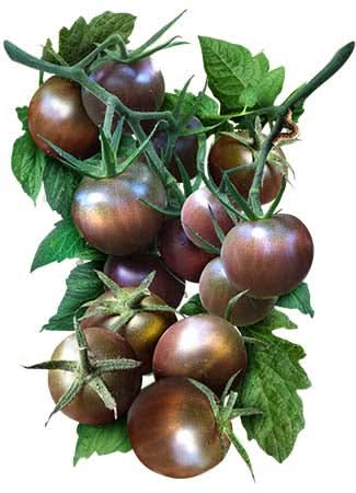 Black Cherry Tomato Seeds For Planting (Solanum lycopersicum)