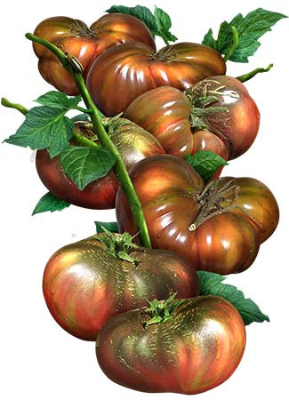 Black From Tula Tomato Seeds For Planting (Solanum lycopersicum)