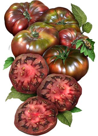 Black Krim Tomato Seeds For Planting (Solanum lycopersicum)