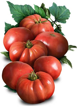 German Johnson Tomato Seeds For Planting (Solanum lycopersicum)
