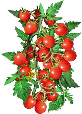 planting red cherry tomato seeds Large Red Cherry Tomato Seeds For Planting