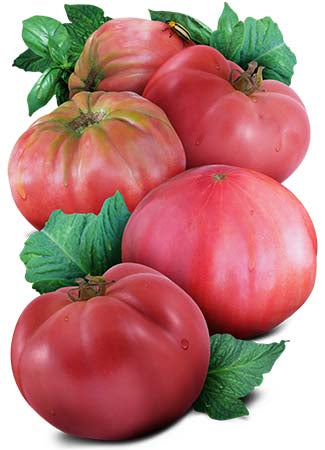 Pink Brandywine Tomato Seeds For Planting (Lycopersicon esculentum