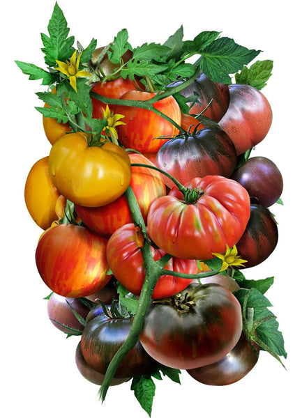 Tomato Seeds For Planting, Rainbow Mixture (Solanum lycopersicum)