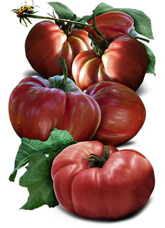 red brandywine tomato seeds for planting