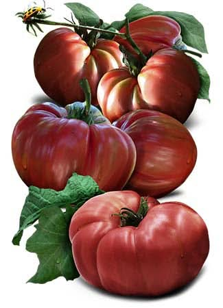 Red Brandywine Tomato Seeds