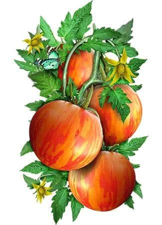 Red Zebra Tomato Seeds For Planting (Solanum lycopersicum)