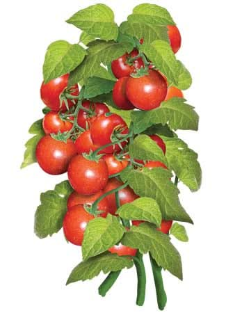 Tiny Tim Tomato Seeds For Planting (Lycopersicon esculentum)