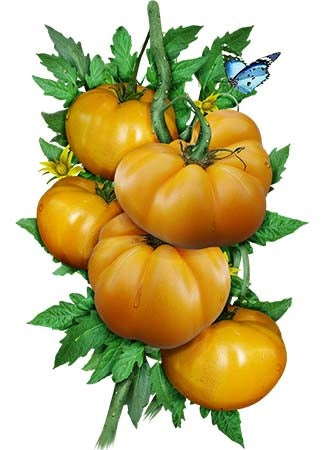 Yellow Brandywine Tomato Seeds For Planting (Lycopersicon esculentum)