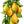 yellow pear tomato seeds for planting