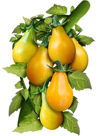 Yellow Pear Tomato Seeds For Planting (Solanum lycopersicum)