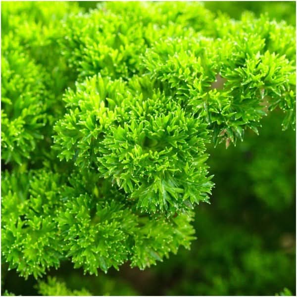 Triple Curled Parsley Seeds For Planting (Petroselinum crispum)