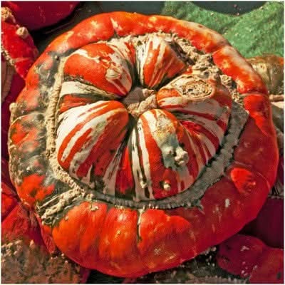 Turk's Turban Winter Squash Seeds For Planting (Cucurbita maxima)