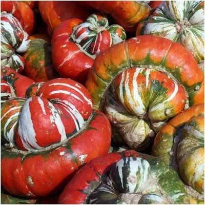 Turk's Turban Winter Squash Seeds For Planting (Cucurbita maxima)