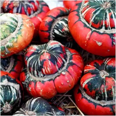 Turk's Turban Winter Squash Seeds For Planting (Cucurbita maxima)